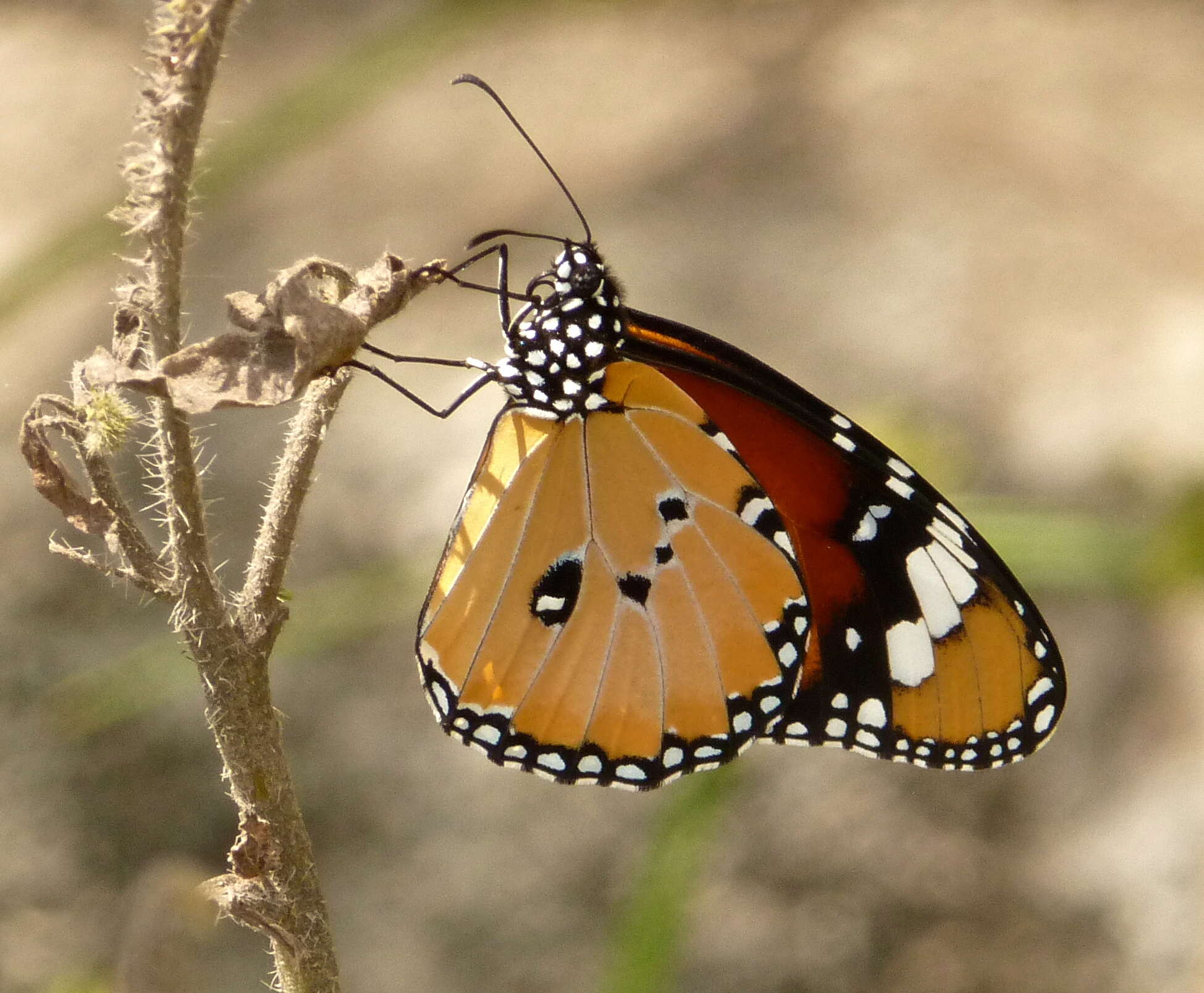 Image of Plain tiger