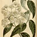 Image of Olearia lyrata (Sims) Hutch.