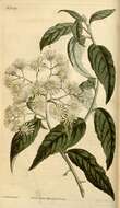 Image of Olearia lyrata (Sims) Hutch.