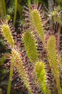 صورة Drosera anglica Huds.