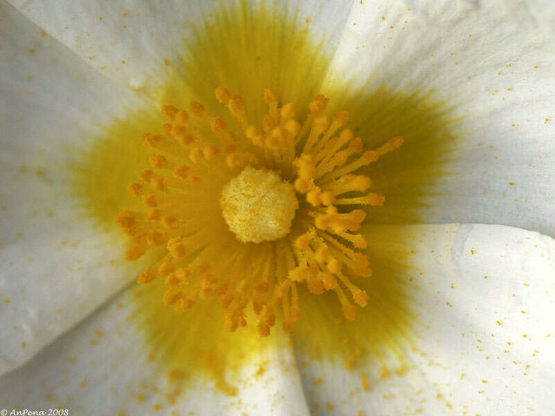 Image of <i>Cistus salvifolius</i> L.