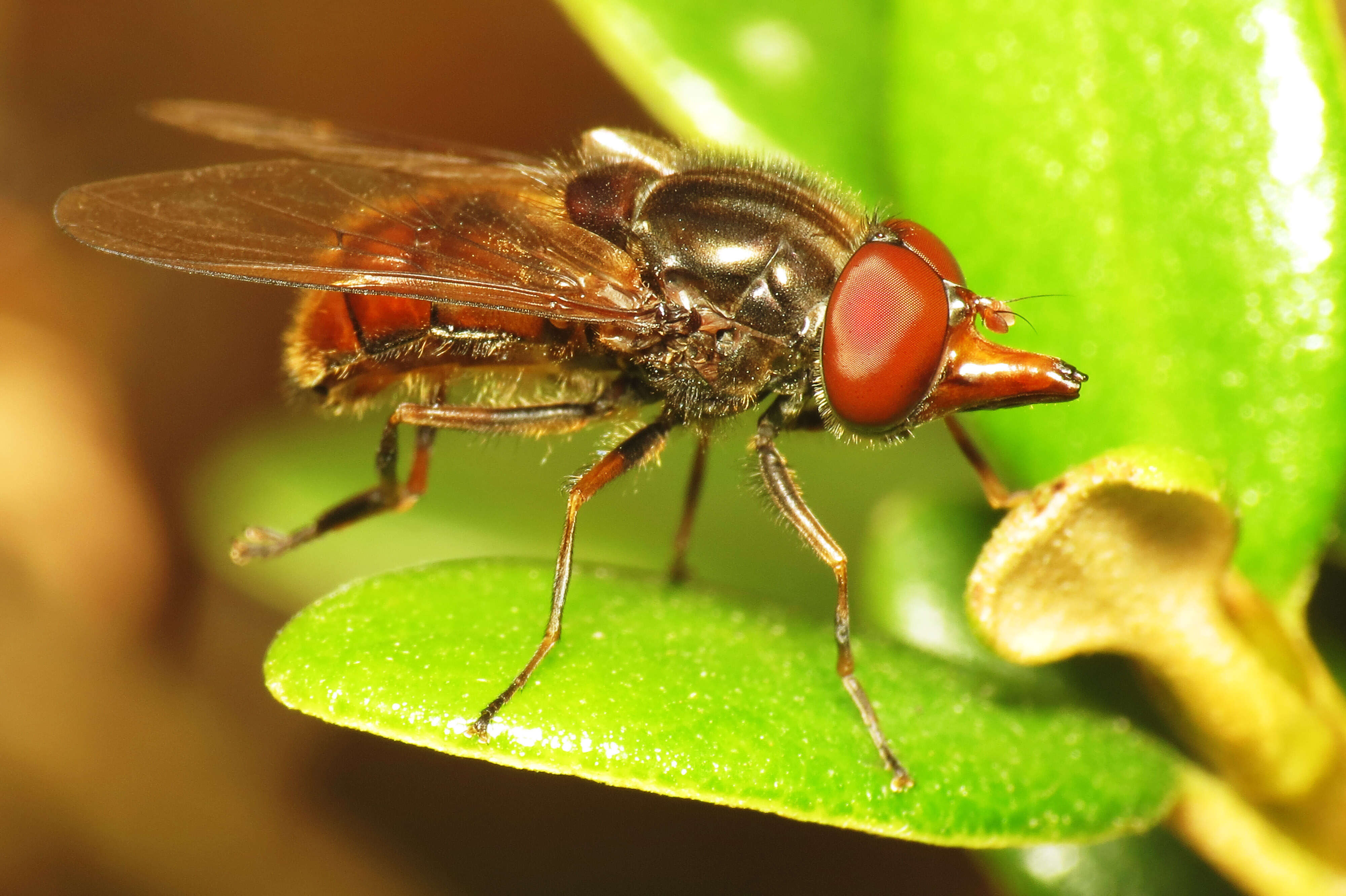 Image of Rhingia