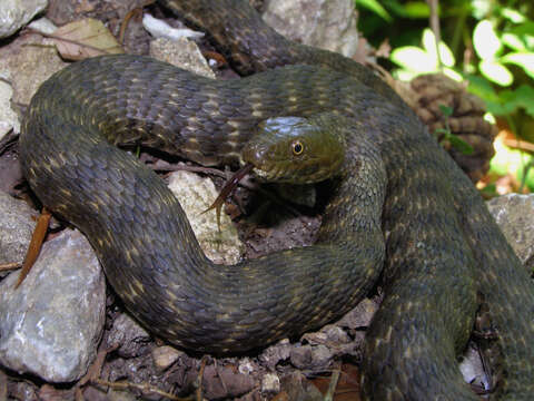 Image of Dice Snake