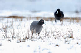 Image of Common Coot