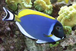 Image of Blue Surgeonfish