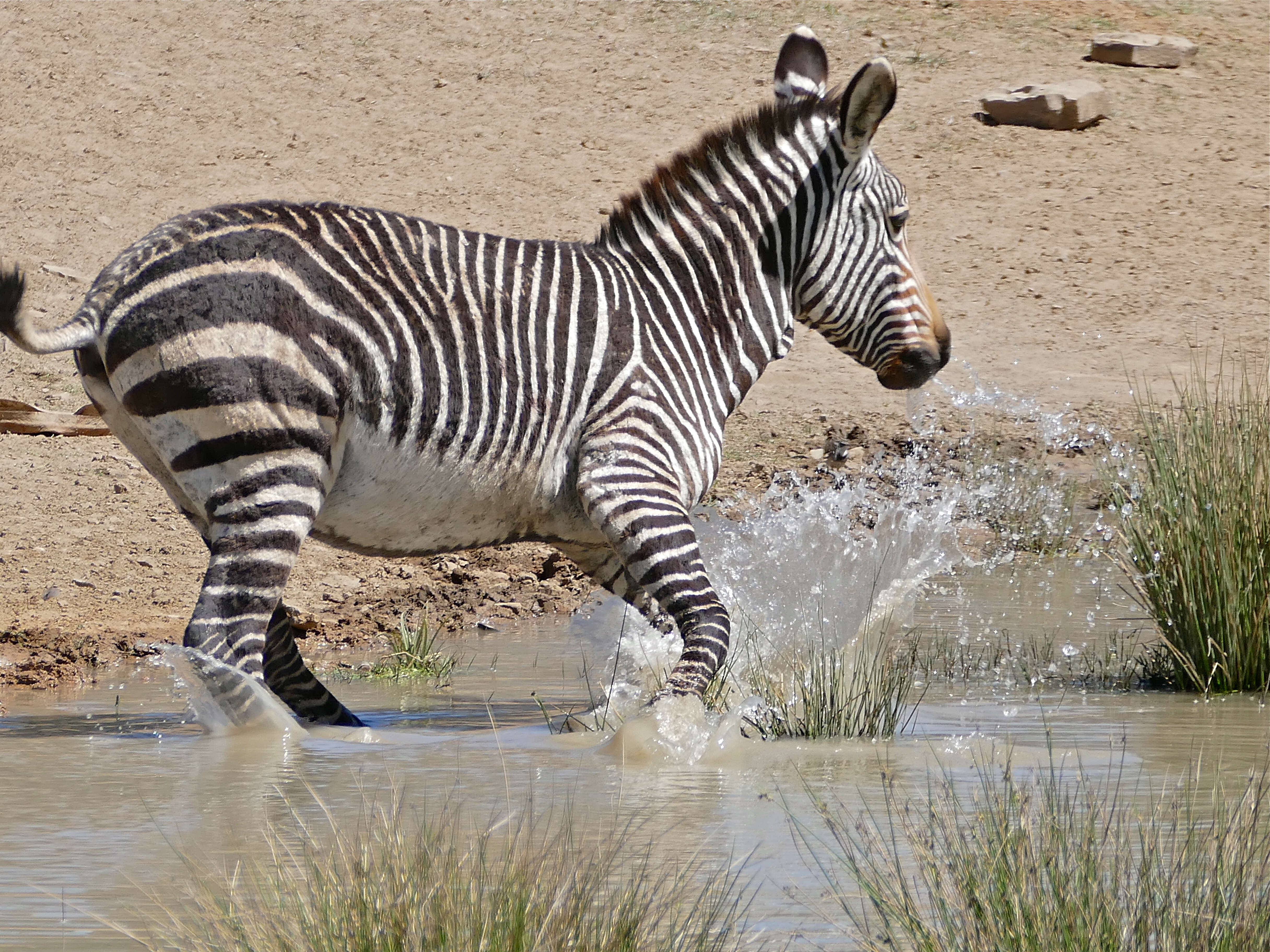 Image of zebra