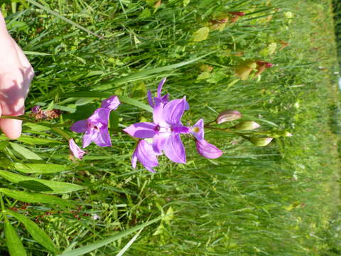 Image of tuberous grasspink