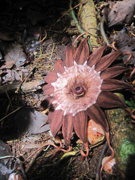 Image of rafflesias