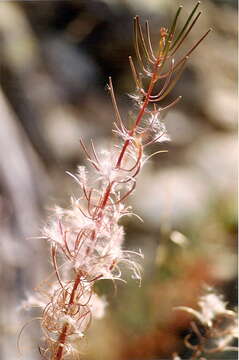 Image of rosebay willowherb