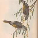 Image de Manorina flavigula obscura (Gould 1841)