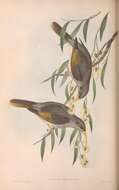 Image of Manorina flavigula obscura (Gould 1841)