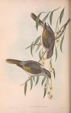Image de Manorina flavigula obscura (Gould 1841)