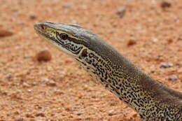 Image of monitor lizards