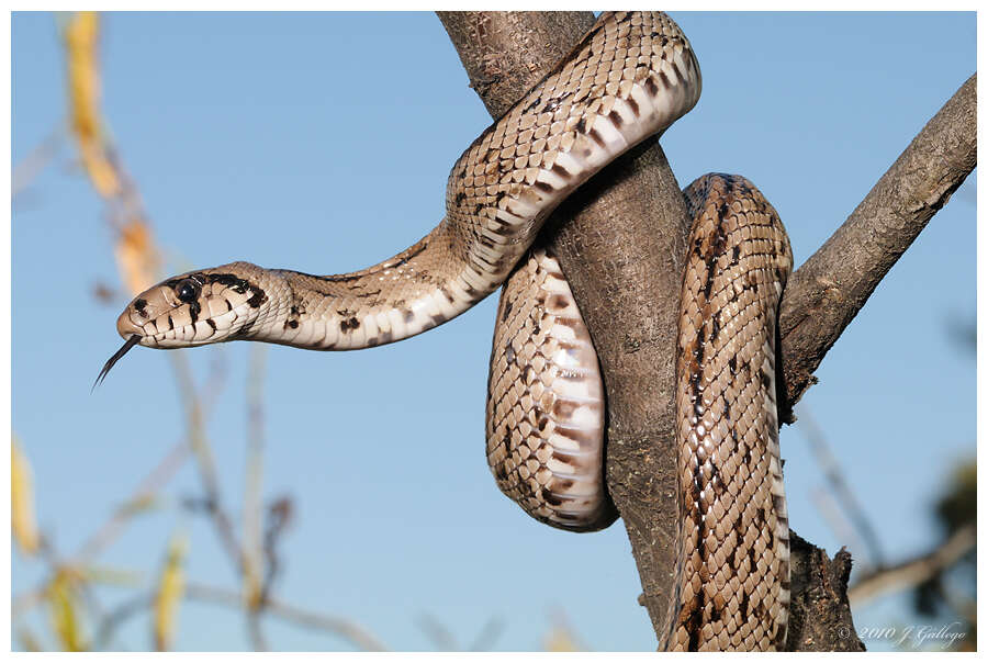 Image of Ladder Snakes