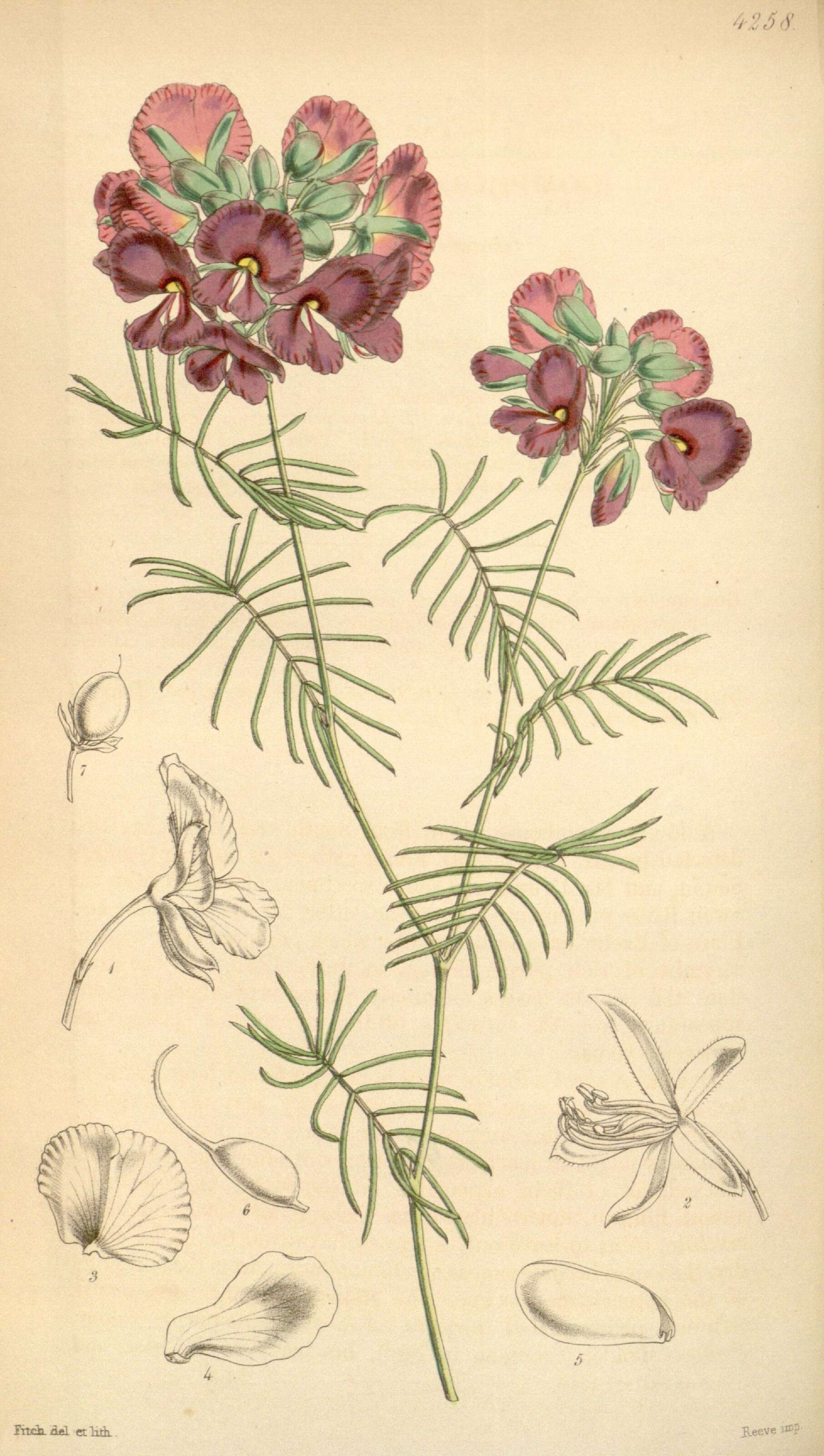 Слика од Gompholobium venustum R. Br.