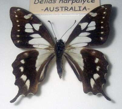 Plancia ëd Graphium stresemanni (Rothschild 1916)