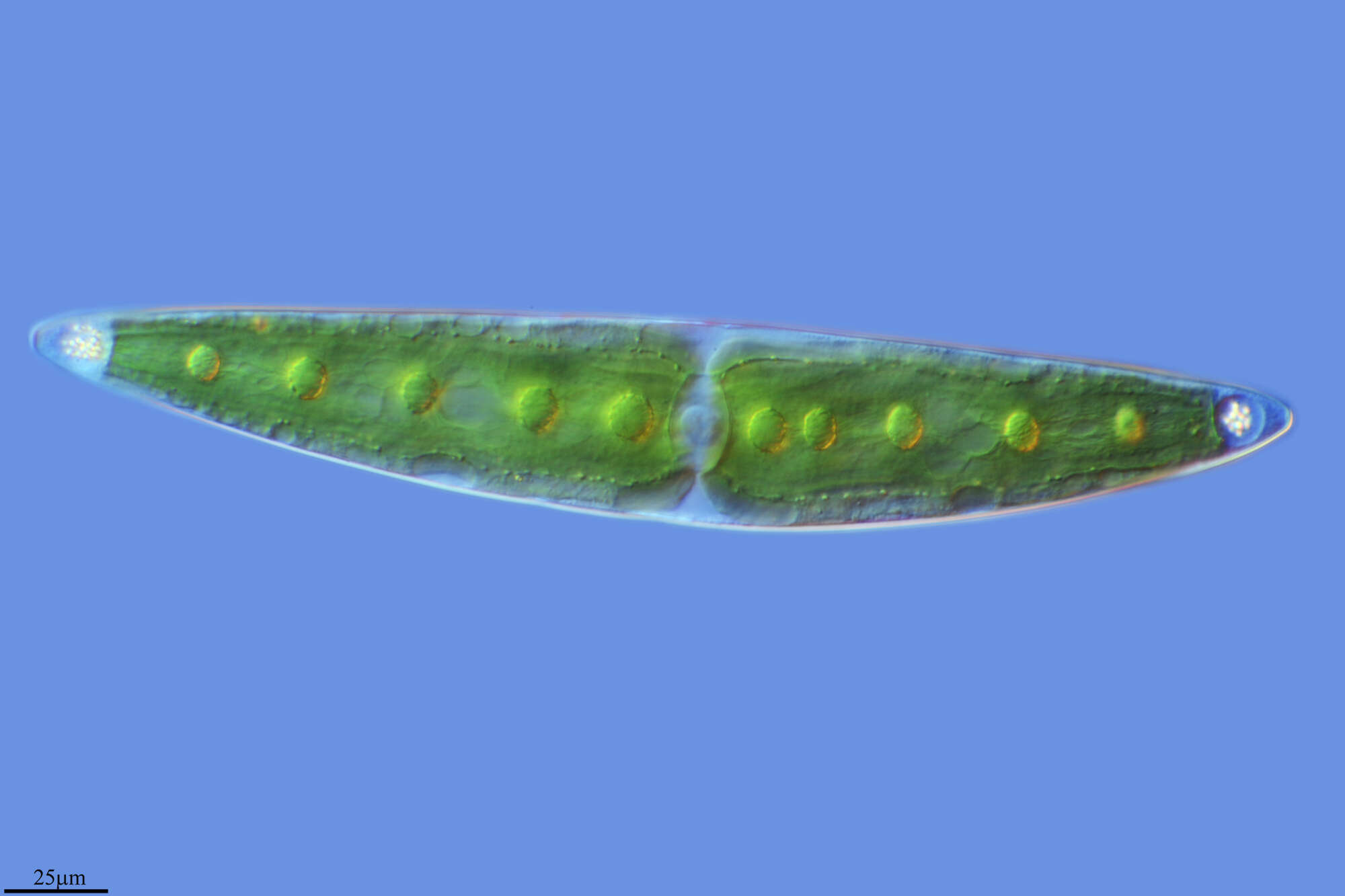 Image of Plantae