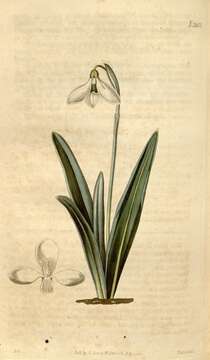 Image of Snowdrop