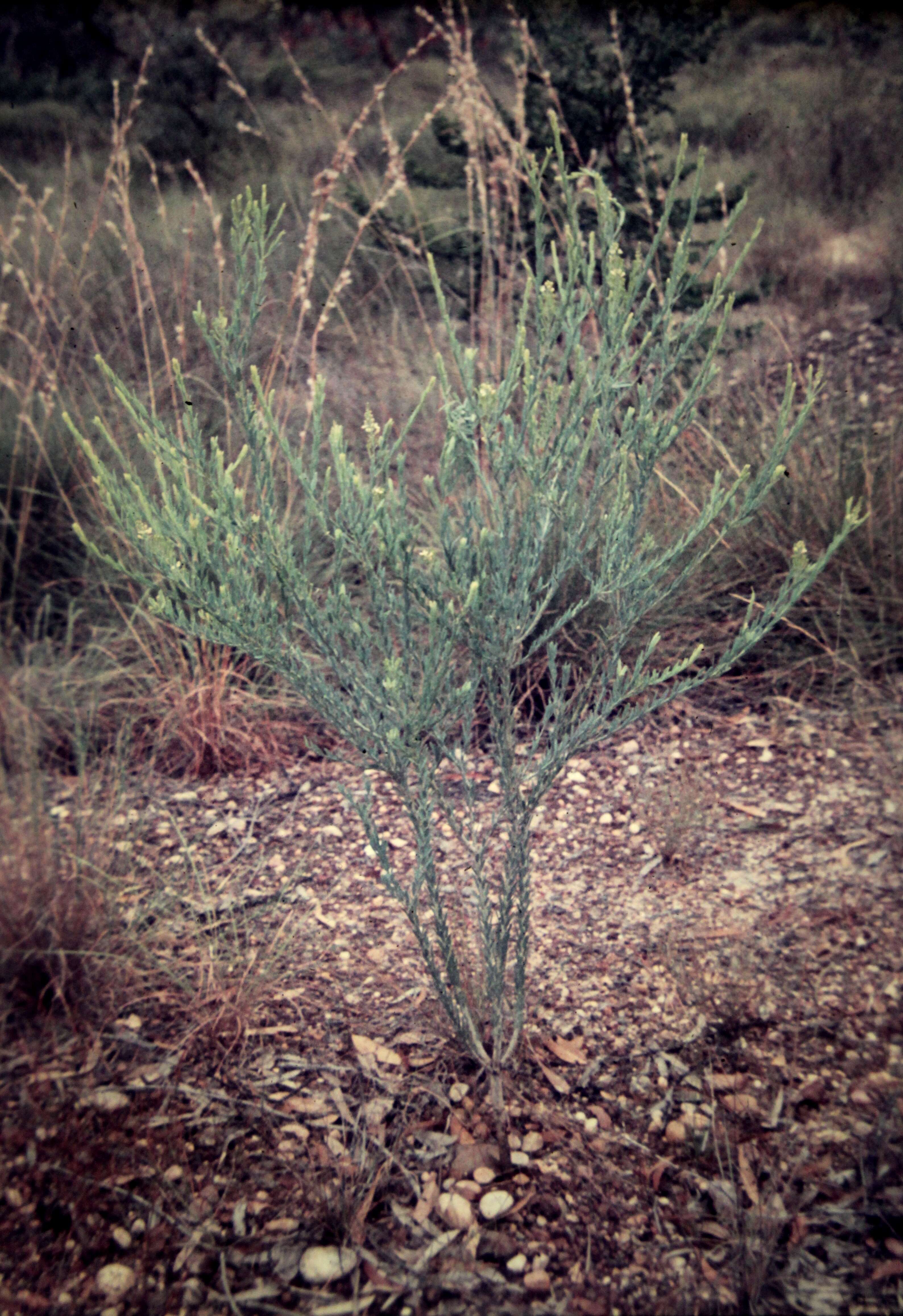 Image of Comesperma pallidum L. Pedley