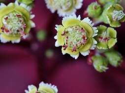 Image of Mexican shrubby spurge