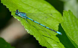 Imagem de Coenagrion puella (Linnaeus 1758)