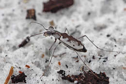 Image of Ellipsed-winged Tiger Beetles