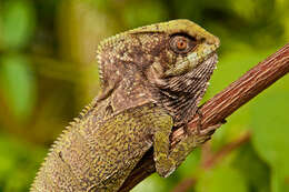 Image of helmet lizards