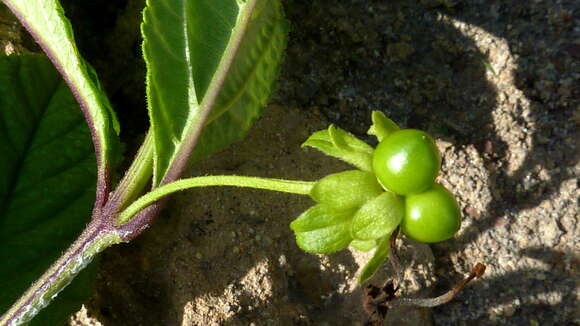 Image of Lantana lucida Schauer