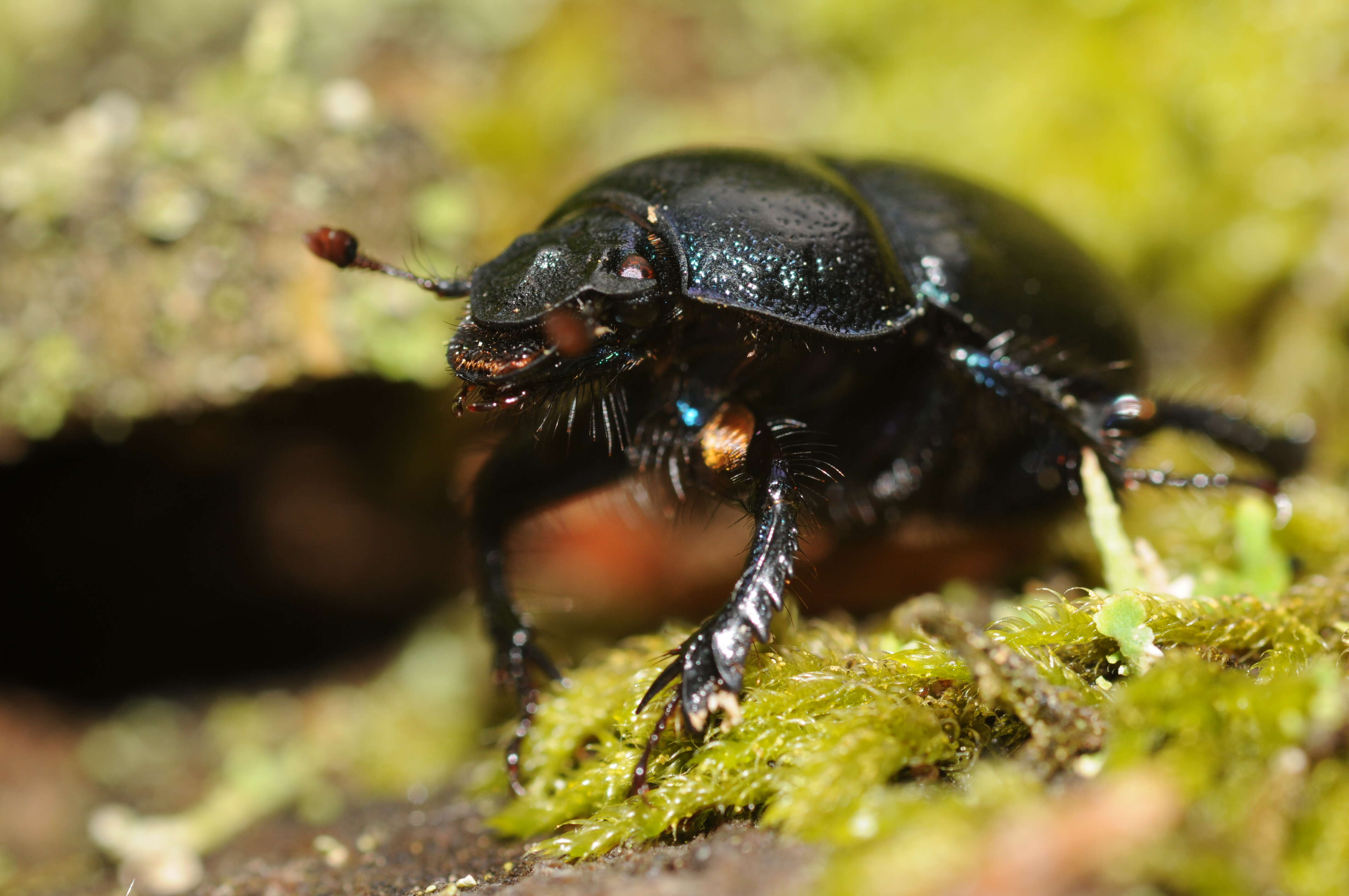 Слика од Geotrupes