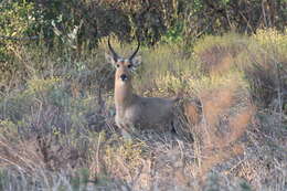 Image of Reedbuck