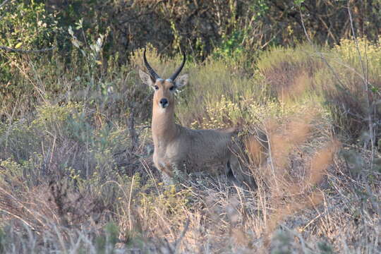 Image of Southern Reedbuck