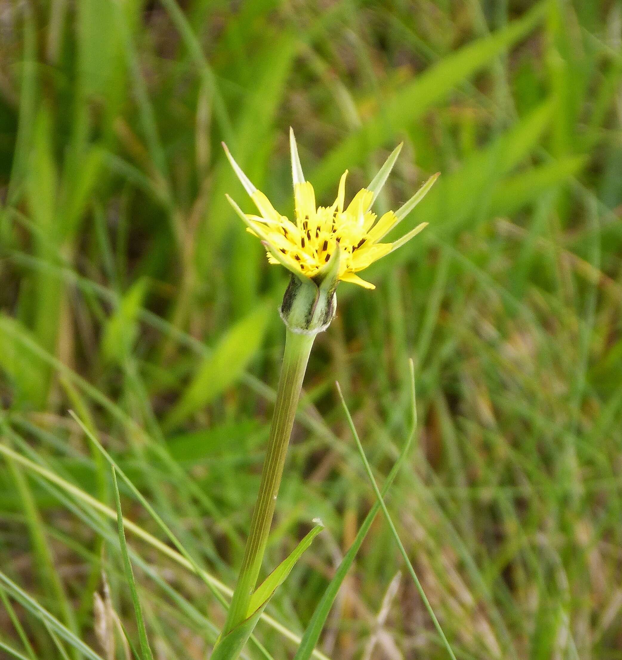 Image of goatsbeard