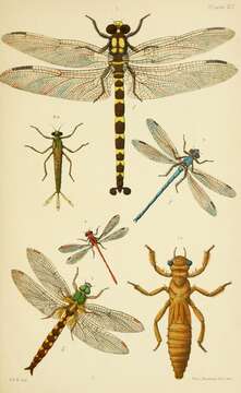 Image of Giant bush dragonflies