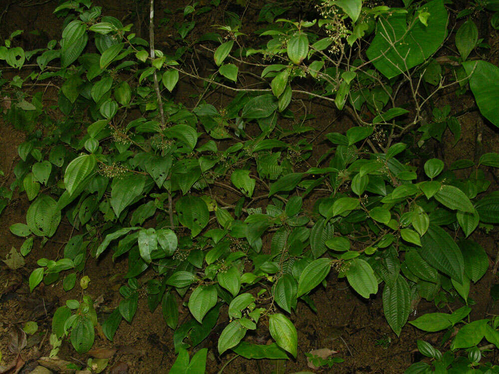 Plancia ëd Miconia aguilarii (Kriebel & Almeda) Gamba & Almeda