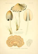 Image of Common inkcap