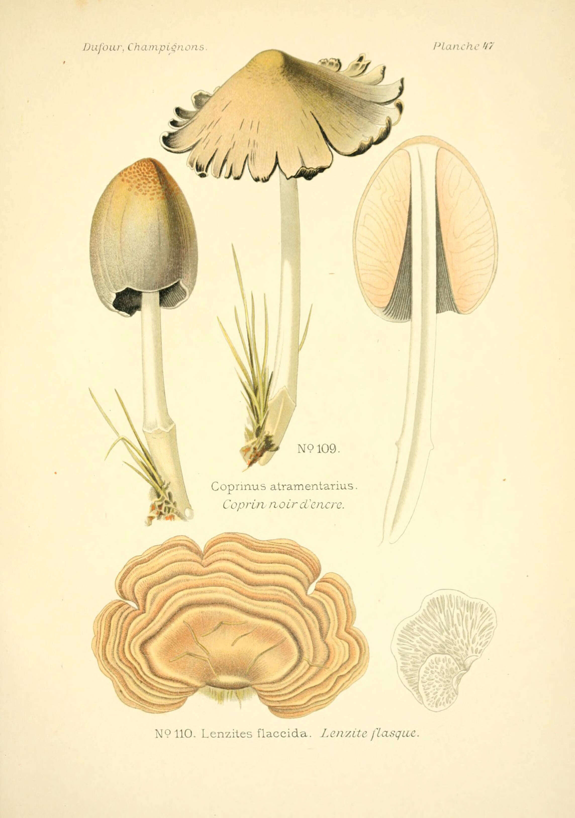 Image of Coprinopsis