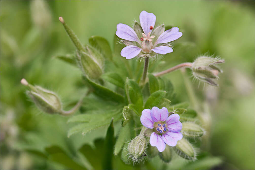 Image of geranium