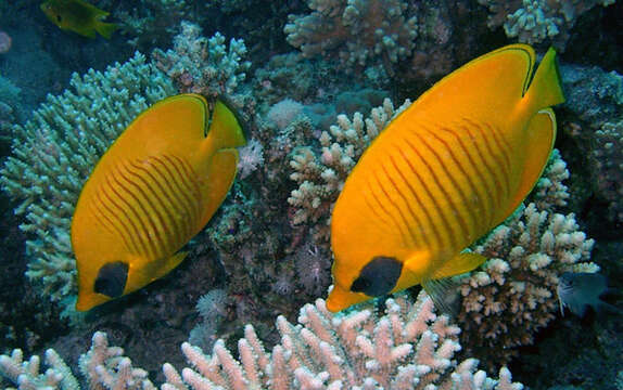 Image of Addis Butterflyfish