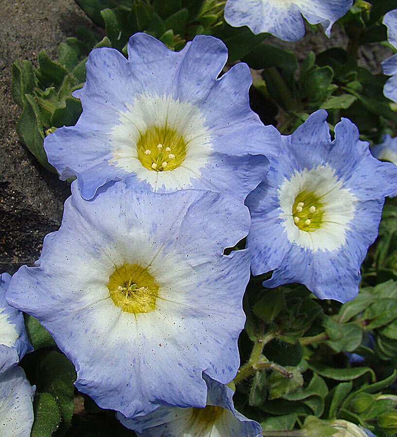 Image of Chilean bell flower