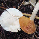 Imagem de Hygrophorus saxatilis A. H. Sm. & Hesler 1942