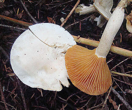 Image of Hygrophorus saxatilis A. H. Sm. & Hesler 1942