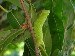 Image of Smerinthus ocellata (Linnaeus 1758)