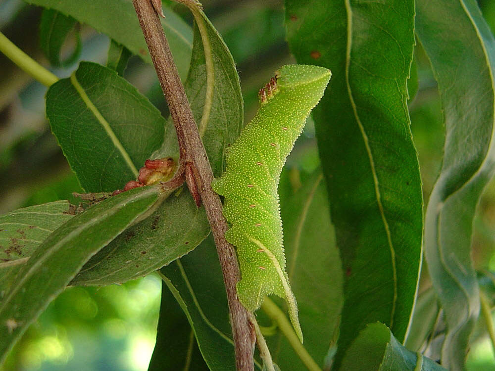 Image of Smerinthus ocellata (Linnaeus 1758)