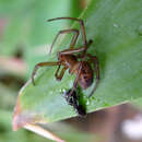 صورة Steatoda nobilis (Thorell 1875)