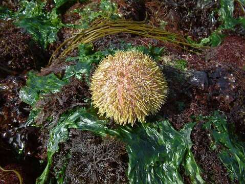 Image of Edible sea urchin