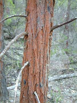 Image of Black Cypress-pine