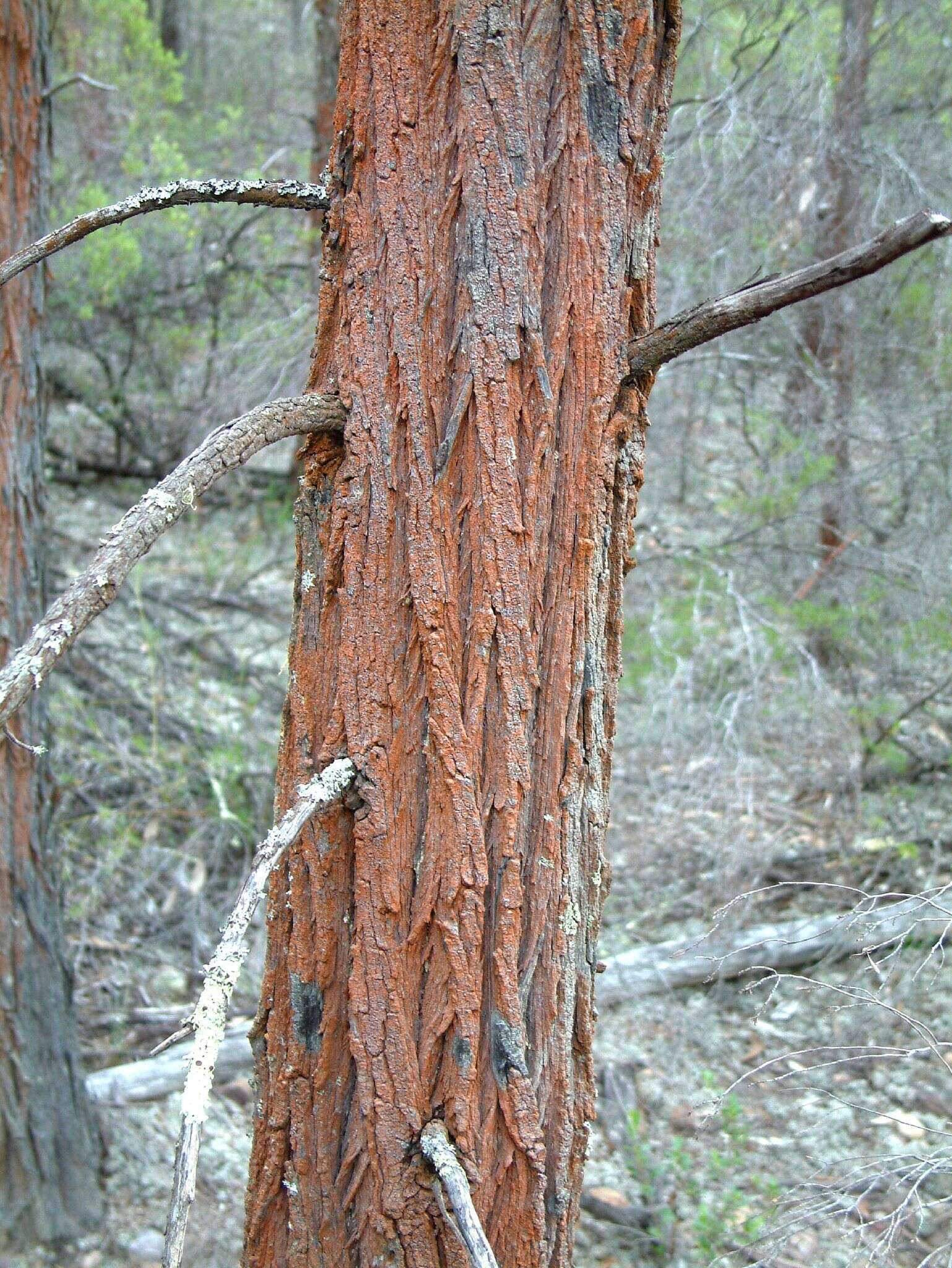 Plancia ëd Callitris endlicheri (Parl.) F. M. Bailey