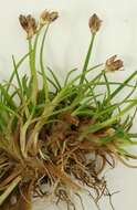 Image of Juncus antarcticus Hook.