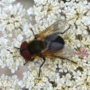 Image of Phasia hemiptera (Fabricius 1794)