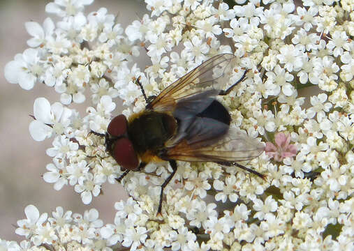 Image of Phasia hemiptera (Fabricius 1794)